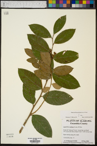 Leucothoe axillaris image