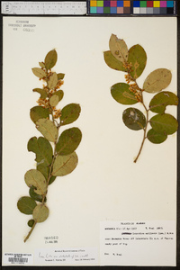 Leucothoe axillaris image