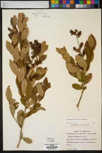 Lyonia ligustrina var. ligustrina image