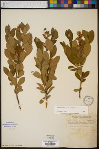 Lyonia ligustrina var. ligustrina image