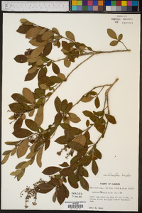 Lyonia ligustrina var. foliosiflora image