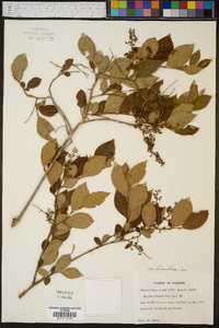 Lyonia ligustrina var. foliosiflora image