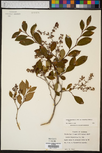 Lyonia ligustrina var. foliosiflora image