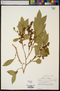 Lyonia ligustrina var. foliosiflora image