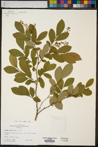 Lyonia ligustrina var. foliosiflora image