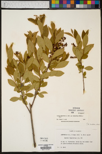 Lyonia ligustrina var. foliosiflora image