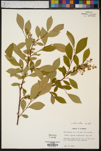 Lyonia ligustrina var. foliosiflora image