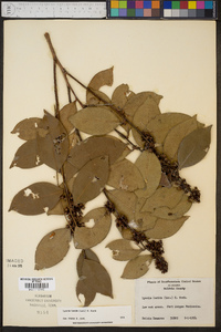 Lyonia lucida image