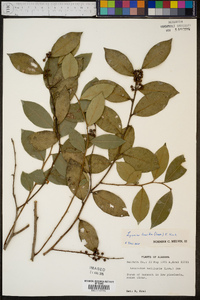 Lyonia lucida image