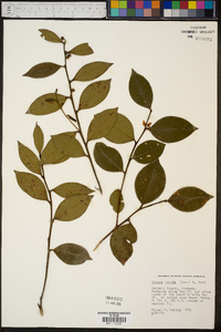 Lyonia lucida image