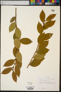 Lyonia lucida image