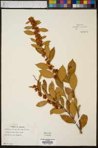 Lyonia lucida image