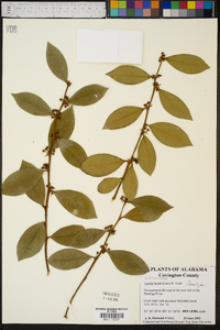 Lyonia lucida image