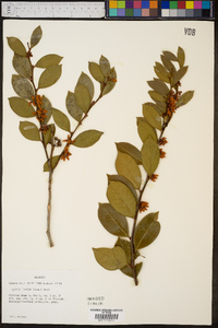 Lyonia lucida image