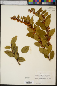 Lyonia lucida image