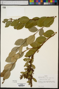 Lyonia lucida image