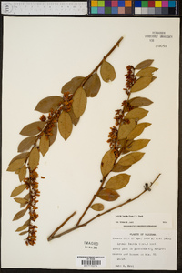 Lyonia lucida image