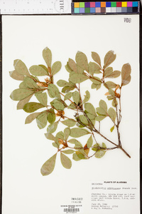 Rhododendron arborescens image