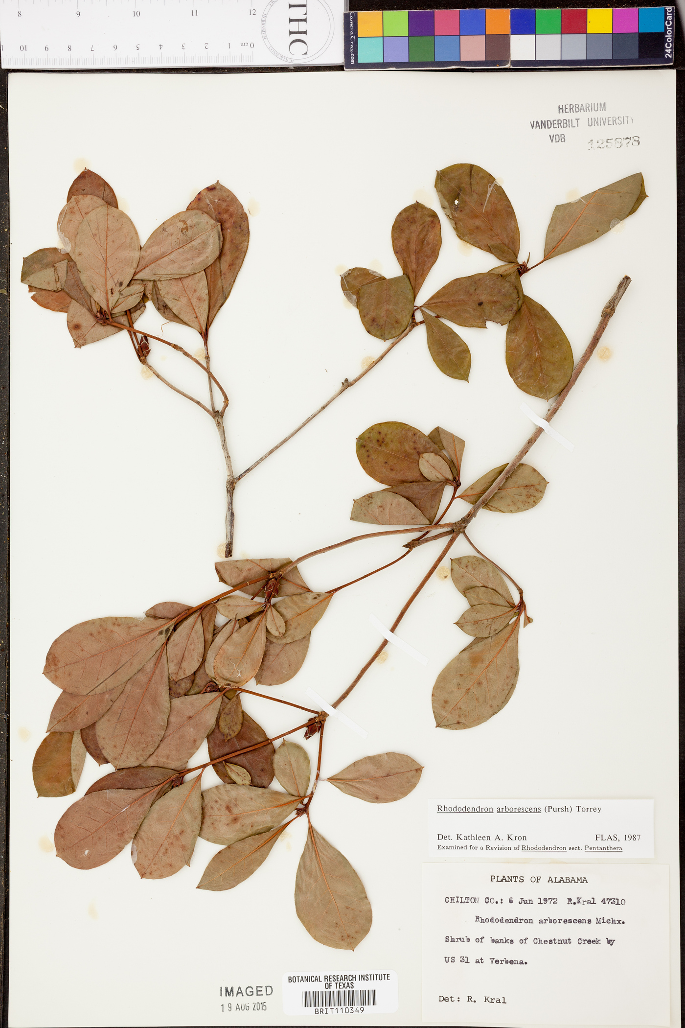 Rhododendron arborescens image