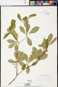 Rhododendron arborescens image