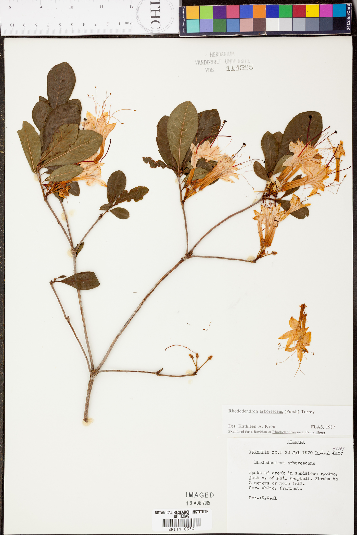 Rhododendron arborescens image