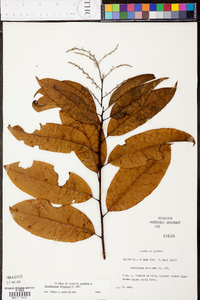 Oxydendrum arboreum image