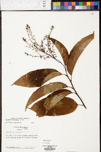 Oxydendrum arboreum image