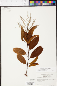 Oxydendrum arboreum image