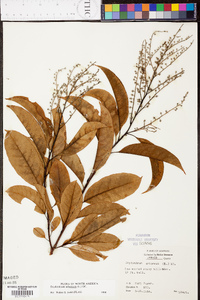 Oxydendrum arboreum image