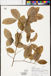 Oxydendrum arboreum image