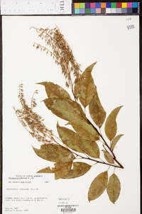 Oxydendrum arboreum image