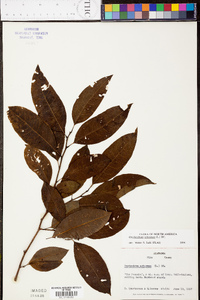 Oxydendrum arboreum image