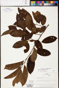 Oxydendrum arboreum image