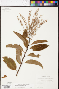 Oxydendrum arboreum image