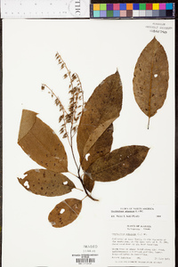 Oxydendrum arboreum image