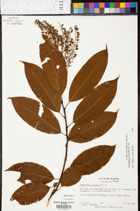 Oxydendrum arboreum image