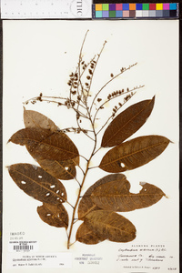 Oxydendrum arboreum image