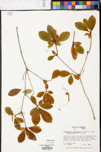 Rhododendron arborescens image