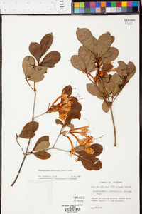 Rhododendron arborescens image