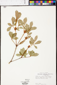 Rhododendron arborescens image