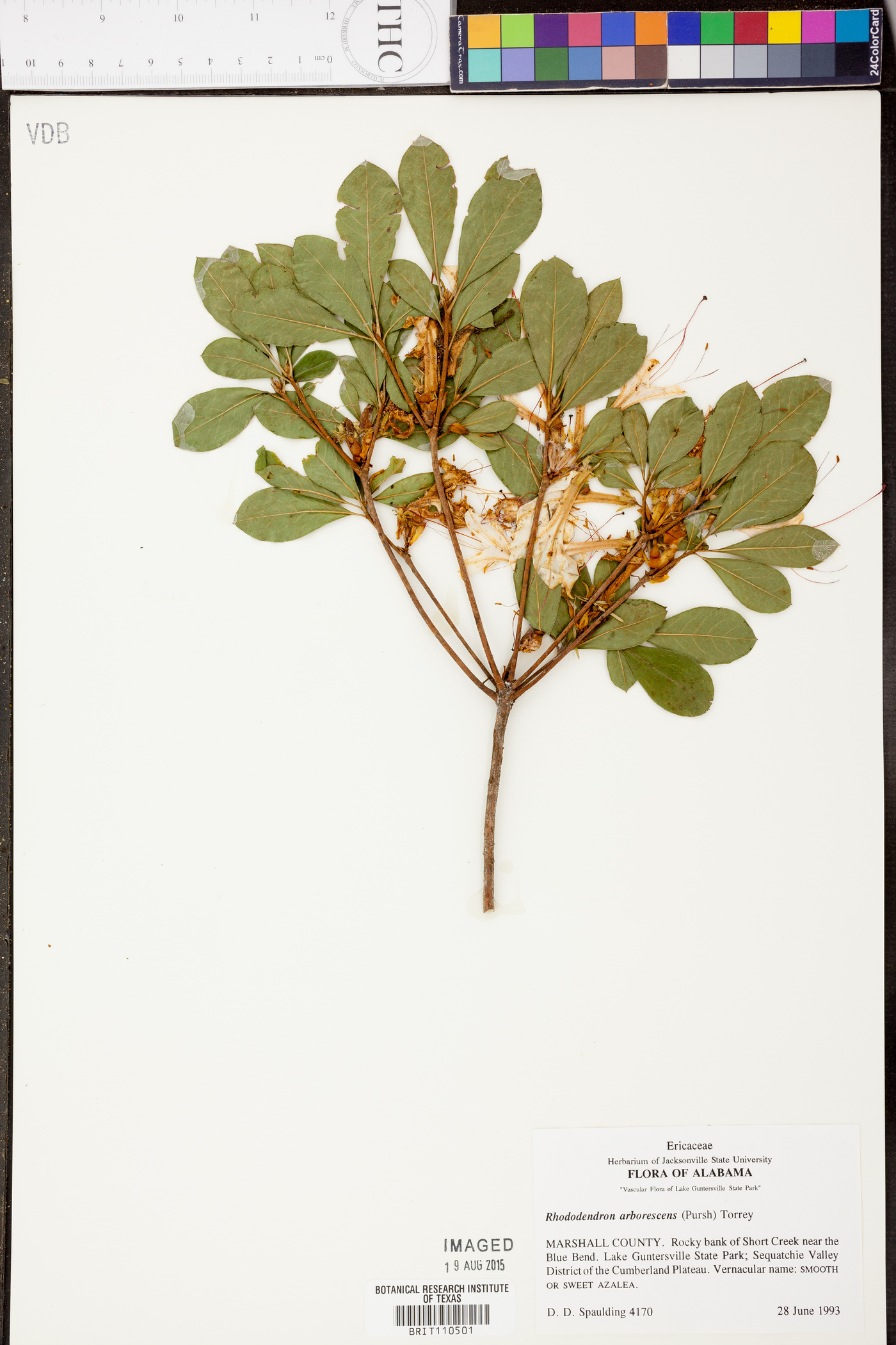 Rhododendron arborescens image