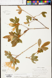 Rhododendron arborescens image