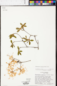 Rhododendron canescens image