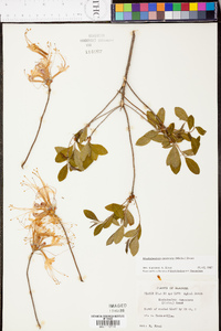 Rhododendron canescens image