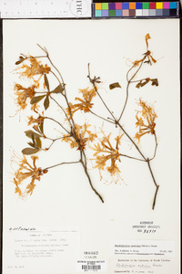 Rhododendron canescens image