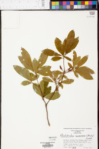 Rhododendron canescens image