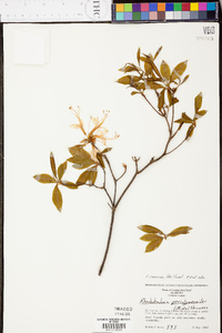 Rhododendron canescens image