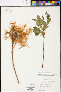 Rhododendron canescens image