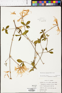 Rhododendron canescens image