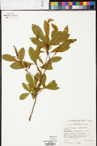 Rhododendron periclymenoides image